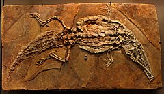 Crocodileimus robustus 2.JPG