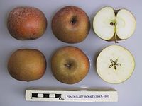 Cross section of Fenouillet Rouge, National Fruit Collection (acc. 1947-499) .jpg