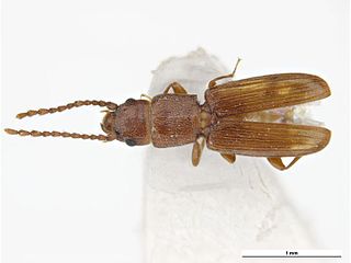 <i>Cryptolestes turcicus</i> Species of beetle