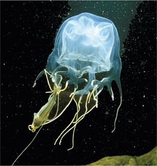 <i>Chirodropus</i> Genus of jellyfishes