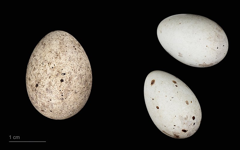 File:Cuculus canorus bangsi MHNT.ZOO.2010.11.150.42.jpg