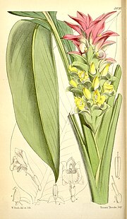 Miniatuur voor Bestand:Curcuma australasica Curtis 93 5620.jpg