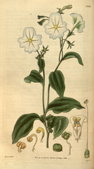 plate 3069 Browallia grandiflora Large-flowered Browallia