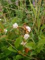 Cuscuta epithymum.jpg