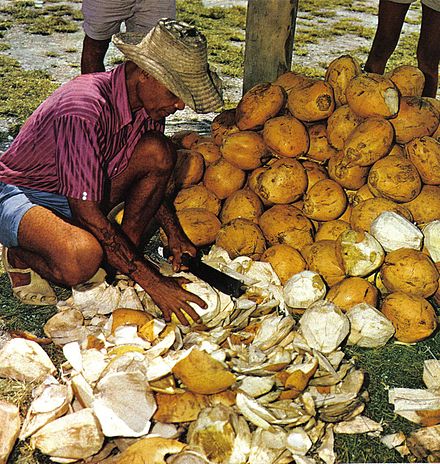 Cutting open young coconuts for drinking, Seychelles