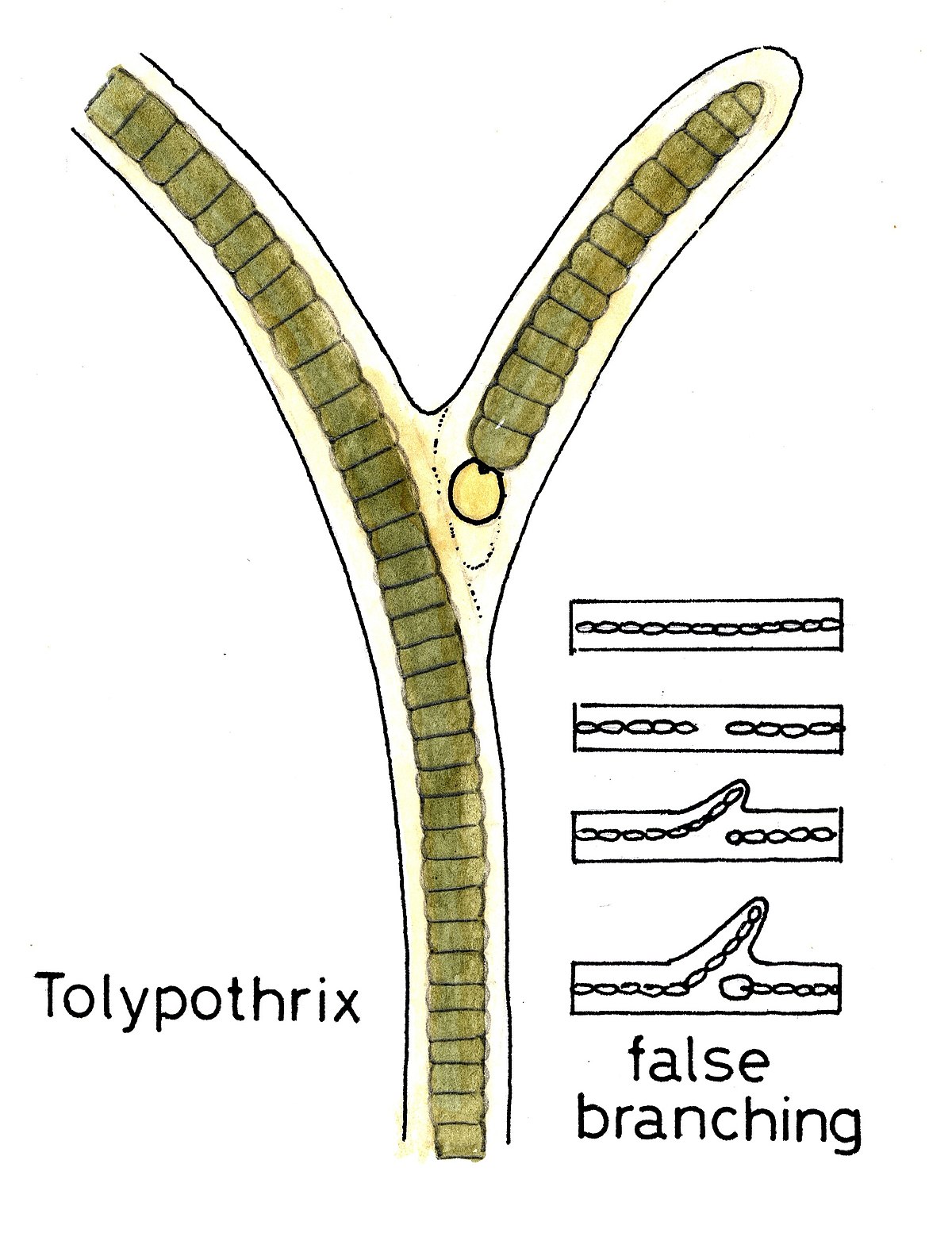 File:Automatic-Tauchsieder.jpg - Wikimedia Commons