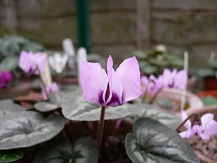 <center>Cyclamen elegans</center>