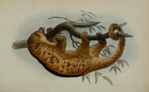 Cyclopes dorsalis, graphic representation from the first description by John Edward Gray in 1865