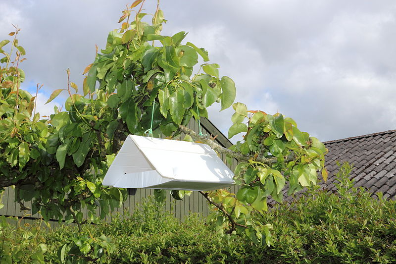 File:Cydia pomonella trap hanging in tree 2012-06.jpg