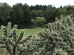 Medelinė opuncija (Opuntia imbricata)