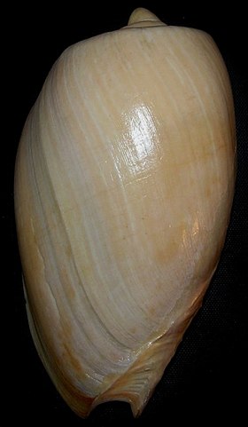 Fotografia da concha do caramujo marinho Cymbium olla (Linnaeus, 1758); espécime coletado em Portugal. Faro. Cabo de Santa Maria.