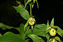 Cypripedium henryi.jpg