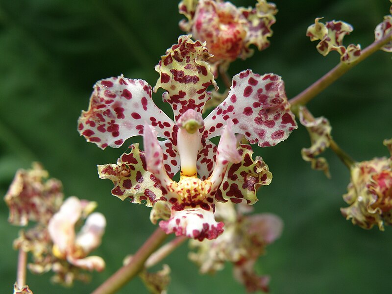 File:Cyrtopodium aliciae 1.JPG