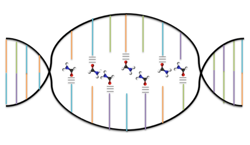 File:DNA Denaturation by Formamide.png