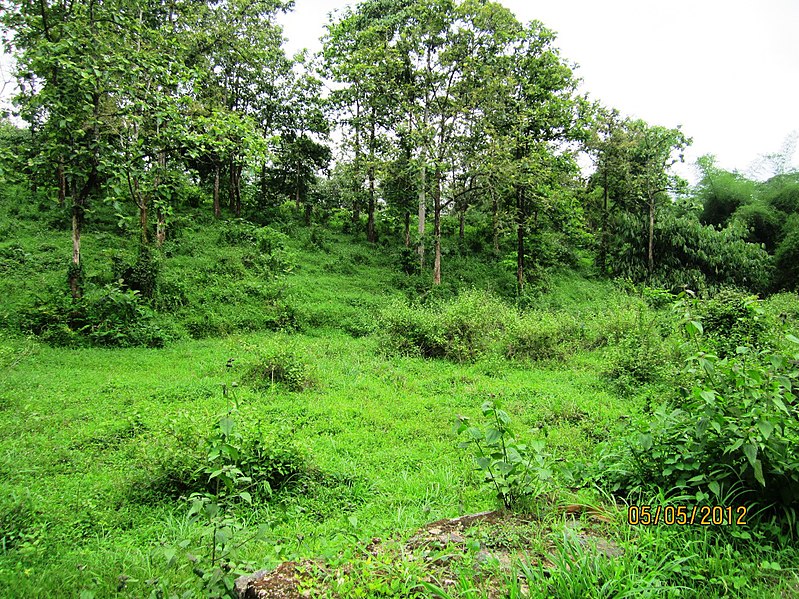 File:Deep Green Forest @ Sholayar reserve Forest - panoramio (1).jpg