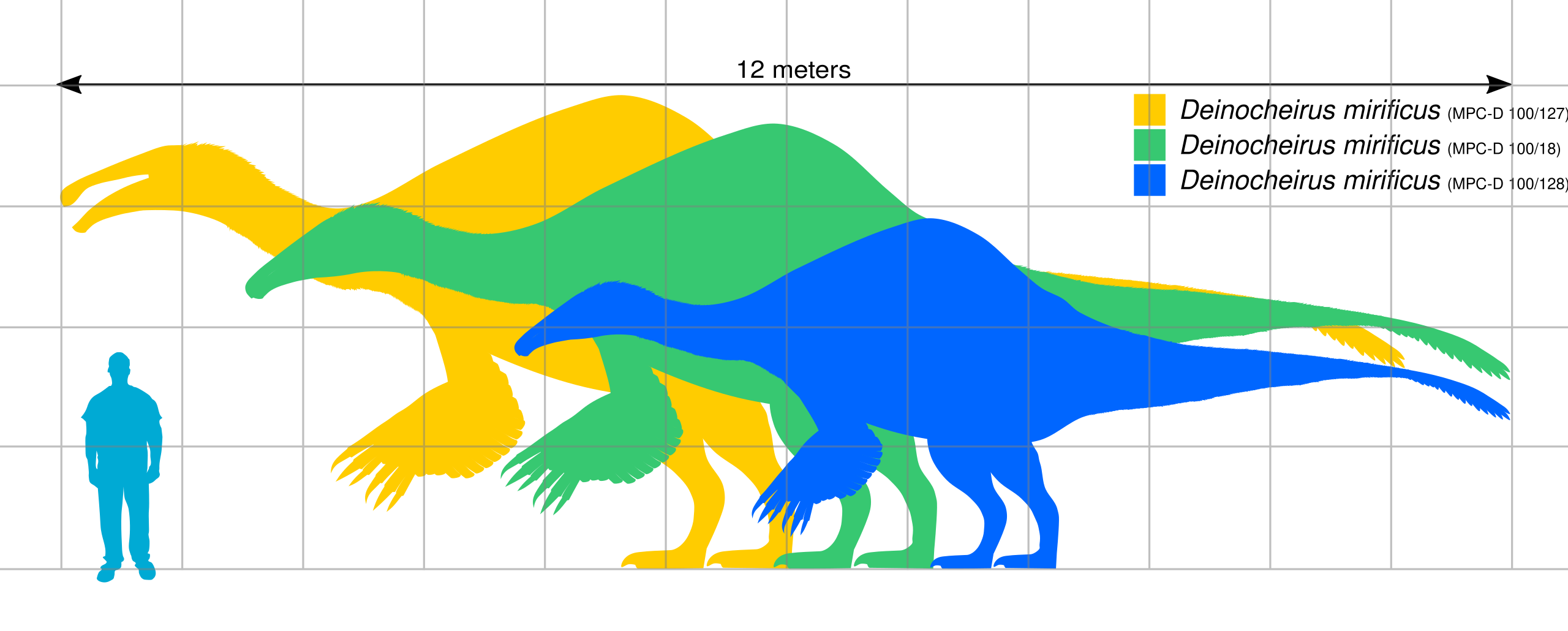 File:Deinocheirus Scale.svg - Wikipedia