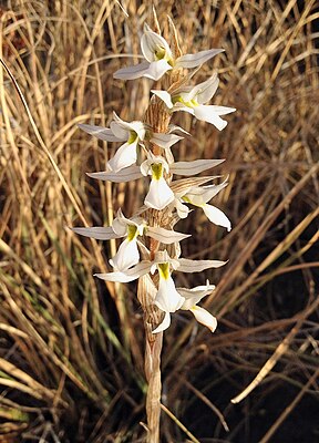 Deiregyne eriophora in the Mexican state of Tlaxcala