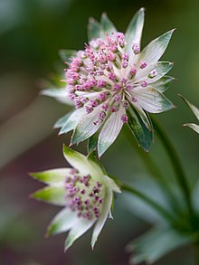 Delicate bloem (9027047529) .jpg