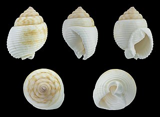 <i>Demoulia abbreviata</i> Species of gastropod