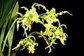 Dendrobium spectabile