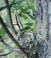 Yellow warbler nest with small clutch Dendroica petechia4.jpg