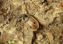 Plėšrusis maitvabalis (Dendroxena quadripunctata)