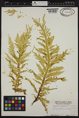 <i>Desmarestia herbacea</i> Species of brown algae