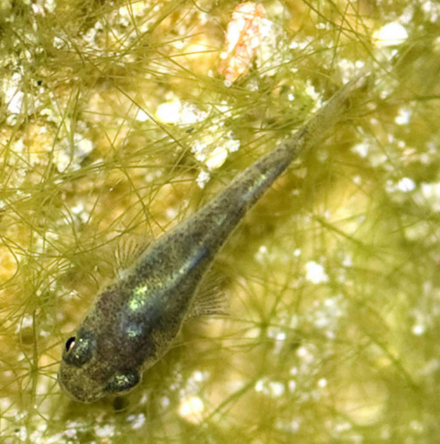 Личинка рыбы. Cyprinodon Diabolis. Рыба куколка. Pupfish.