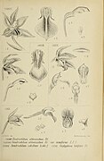 Dendrochilum zollingeri fig. 129