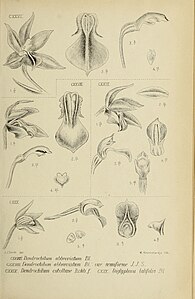 fig. 127 Dendrochilum abbreviatum fig. 128 Dendrochilum abbreviatum var. remiforme fig. 129 Dendrochilum cobolbine Dendrochilum zollingeri fig. 130 Diglyphosa latifolia