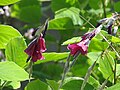 Miniatura para Dierama reynoldsii