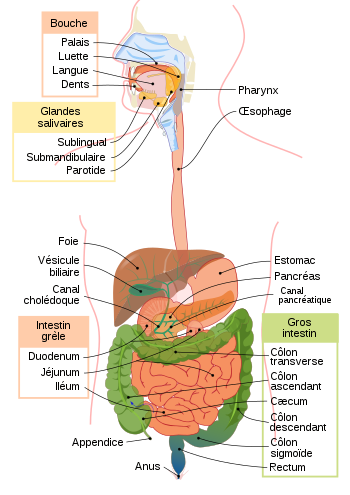 Digestive system diagram fr.svg