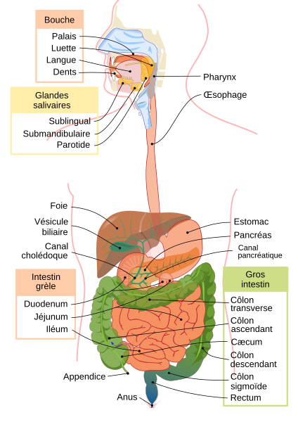 File:Digestive system diagram fr.svg