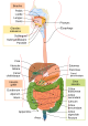 Digestion humaine