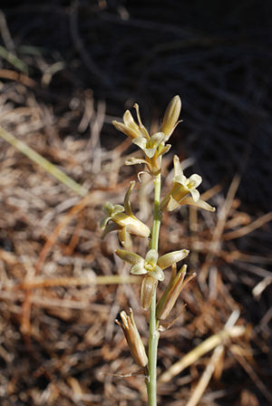 Dipcadi serotinum.jpg