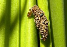 Diplodoma laichartingella caterpillar in case.jpg
