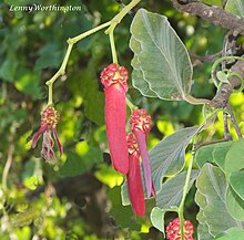 Dipterocarpus intricatus (21779323786).jpg