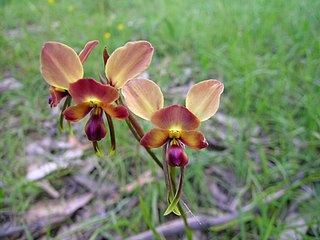 <i>Diuris orientis</i> Species of orchid