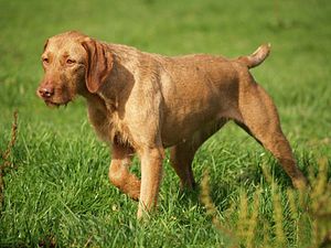 Wirehaired Hungarian Pointing Dog