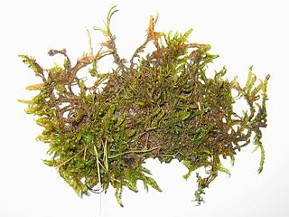 <i>Pseudocalliergon lycopodioides</i> Species of moss