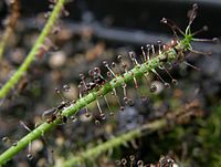 Drosera × hybrida