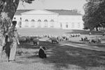 Fårbete med Kungens får i Drottningholms slottspark under 1950-talet.