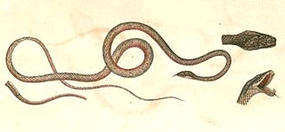 <i>Dryophiops rubescens</i> Species of snake