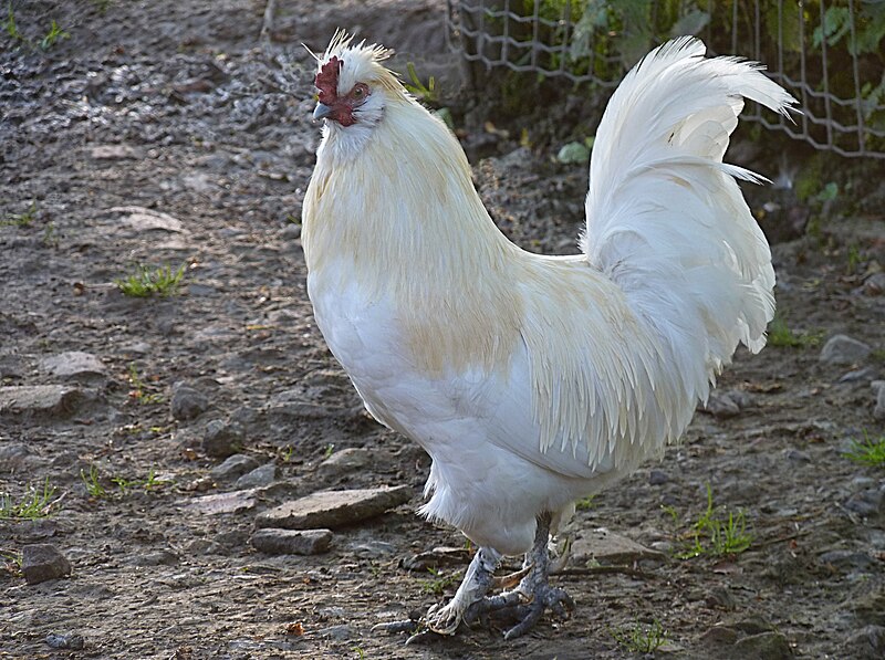 File:Dwarf rooster J1.jpg