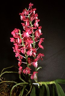 <i>Dyakia hendersoniana</i> Species of orchid