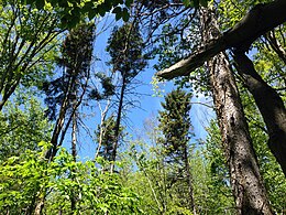 Descrizione dell'immagine di transizione foresta-boreale orientale.jpg.