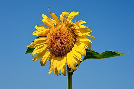 Eberndorf Köcking Sonnenblumenfeld Biohof Tomic 18072014 0792