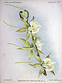 Angraecum eburneum plate 1 in: A.Cogniaux & A.Goossens: Dictionnaire iconographique des orchidées, (1896-1907)