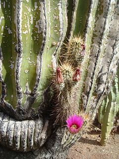 Pachycereeae Tribe of cacti