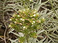 Echium brevirame